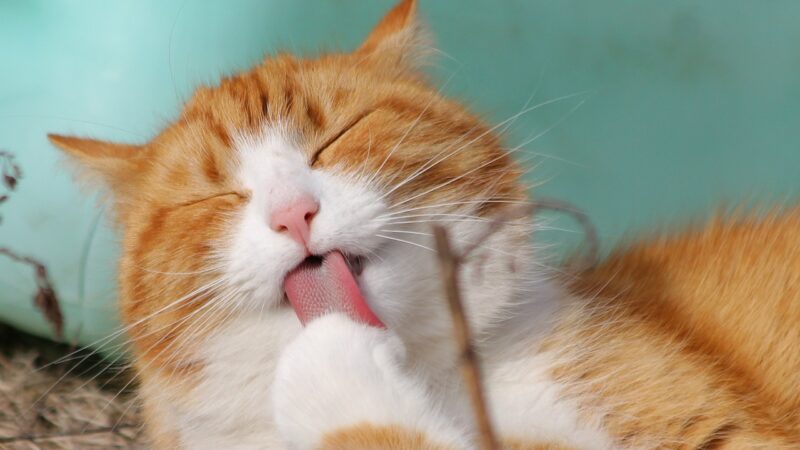 Ontdek de wonderen van een vlooienband voor je kat: Een must-have!